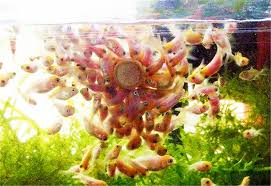 Kami berbagi mewarnai gambar ikan yang bisa anda jadikan sebagai bahan. Ikan Mas Udang Dinding Silinder Lengket Makanan Ikan Astaxanthin Spirulina Mewarnai Tropis Kecil Pakan Ikan 100g Feeders Aliexpress