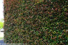 Image result for Eugenia natalitia