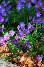This hardy perennial makes excellent ground cover through the front of informal borders or spilling from containers. Perennial Geranium Better Homes Gardens