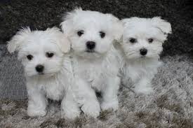 Not Just A Pretty Face Our Maltese Puppies For Sale Are The Perfect Companion Furry Babies