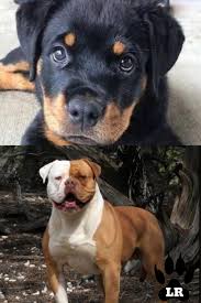 They usually stand at 22 to 27 inches tall. The American Bulldog Rottweiler Mix Labrottie Com