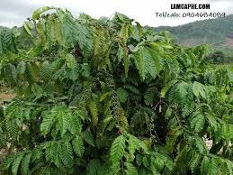Cà phê Robusta loại 1 giá sỉ, giao hàng nhanh 24h - Lamcaphe.com