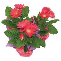 Check spelling or type a new query. Order Acme Floral