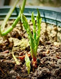 Image result for Rhinacanthus xerophilus