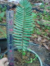 Image result for Encephalartos ngoyanus