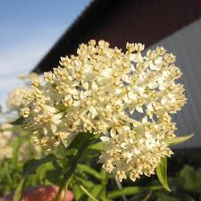 Asclepias Incarnata Ice Ballet Silkeplante Asclepias Asclepias Incarnata Native Plants
