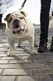 Iams dog food can be purchased at retailers across the country, as well as with popular online retailers like amazon, chewy, and walmart. Munch The Bulldog From The Iams Commercial He S Perfect English Bulldog Lover Bulldog Bulldog Lover