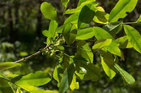 Image result for Brackenridgea