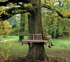 Image result for Tectona