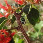 Image result for Combretum paniculatum