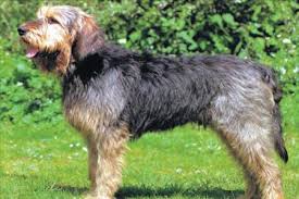 Image result for velký vendéeský hrubosrstý honič