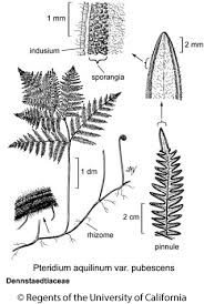 Image result for Pteridium aquilinum