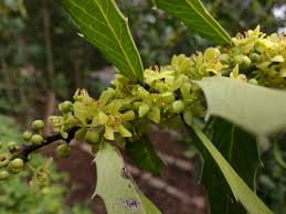 Image result for Maytenus