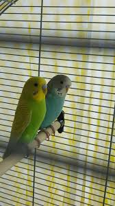 The complete guide to caring for and keeping budgies as pets here. What Is The Sex Of My Budgies Reddit Budgies