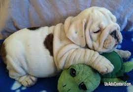 Find free puppies near me, adopt a puppy, buy puppies direct from kennel breeders and puppy owners in zimbabwe. Cute Home Trained English Bulldog Puppies Available Pets For Sale In Seattle Washington Usadscenter Com Mobile 132322