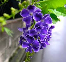 Dominican flowers, send flowers to dominican republic with ftd. Springtime Flowers And Fruits Of The Dominican Republic Casa De Campo Living
