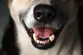 Bad breath, excessive drooling, bleeding from the mouth, trouble chewing, obvious signs of oral pain, loose teeth, visible lump or mass inside of the mouth, swollen areas of the face, reluctance to eat and weight loss. How We Treat Malignant Oral Tumors In Cats And Dogs Ovsh