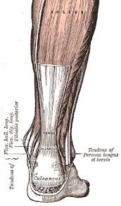 Making the diagnosis of a torn patellar tendon is usually obvious on clinical examination. Achilles Tendon Rupture Wikipedia