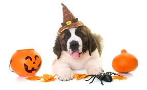 Maybe you would like to learn more about one of these? Northwest Indiana Pet Events During October 2018 The Pet Parlor Pet Sitting And Dog Walking In Northwest Indiana