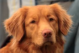 How to use bleach to kill fleas? How To Get Rid Of Fleas Permanently Animals Mom Com