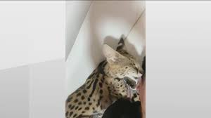 World animal protection program manager kelly the pampas cat is a small wild cat native to south america, it is listed as near threatened on the iucn red list as habitat conversion and destruction. Exotic African Serval Cat Captured Owner Reacts 11alive Com