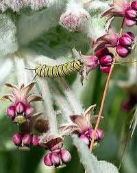 California Milkweed Seeds Asclepias Californica Seeds Milkweed Seeds Asclepias Fall Vegetables To Plant