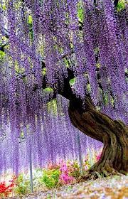 Wisteria Flower Tunnel In Tochigi Japan Beautiful Tree Beautiful Gardens Nature
