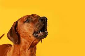 Why Do Dogs Howl To Music What Does It Mean When A Dog Howls