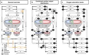 Image result for Delayed Transition from Fetal Circulation