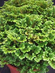 Image result for Selaginella congoensis