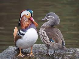 Mumasdo On Instagram Aslen Asyali Olan Goz Alici Guzellige Sahip Mandarin Ordeklerinin En Belirgin Ozelliklerinden Mandarin Duck Animals Animal Facts