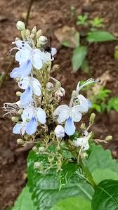 Image result for Rotheca aurantiaca