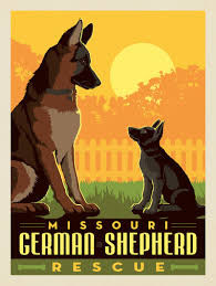 Do you want to try puppy fostering? Missouri German Shepherd Rescue Best Buds