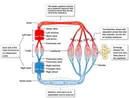 Lecture 4 Metabolic Syndrome Hypertension And Vascular Disease Flashcards Quizlet