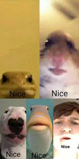 Hope you enjoy watching these cute hamsters doing funny things and failing. Team Meeting Video Conference 9gag