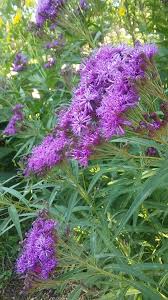 Image result for Vernonia undulata