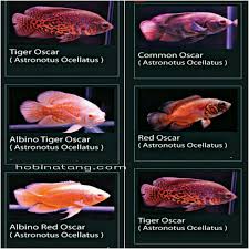 Ikan oscar dikenal sebagai predator yang memiliki sifat agresif. 11 Jenis Ikan Oscar Paling Bagus Dan Harganya Hobinatang