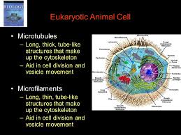 Animals are made up of basic building blocks called the animal cell. Chapter 4 Tour Of The Cell This Power Point Presentation Can Be Found On My Eboard Ppt Download