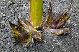 We did not find results for: Offest Bulbs Of Cardiocrinum Giganteum Stock Image C037 8353 Science Photo Library