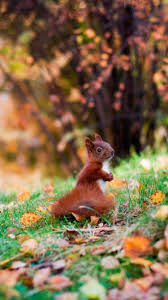 Hd & 4k quality.choose from our handpicked custom iphone wallpaper collection. Autumn Squirrel Wallpapers Wallpaper Cave