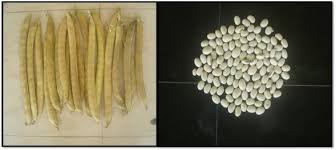 Image result for Canavalia ensiformis