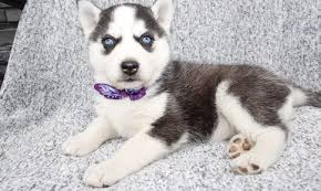 These fluffy, playful, & energetic siberian husky puppies are a versatile working class spitz breed! Siberian Husky Puppies For Sale Titusville Fl 329439