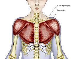 Affordable and search from millions of royalty free images male muscular system, full anatomical body diagram with muscle scheme, vector illustration. Overview Of Chest Muscles