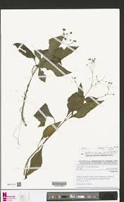 Image result for Adenostemma viscosum