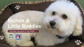 Bichon & Little Buddies - MUKWONAGO