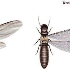 Consumer guide on termite control diy termite inspection termidor termite control barrier termite baits exterra sentricon pest.firstly, it is essential for the termite controller to complete a thorough inspection of the buildings and surrounds. Pest Control In Fairfield Yelp