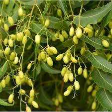Image result for Azadirachta indica
