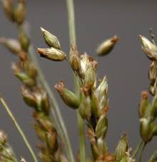 Image result for Panicum hymeniochilum