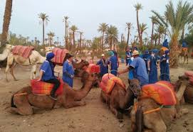 But i would recommend not going for camel safari as a separate activity. Sunset Camel Ride In The Palm Grove Of Marrakech Trip Starting From Marrakech Trip From Marrakech