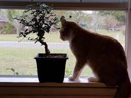 Unlike the original chinese penjing, which utilizes traditional techniques to produce entire natural sceneries in small pots. The Cats Are Interested In The New Bonsai Tree Aww